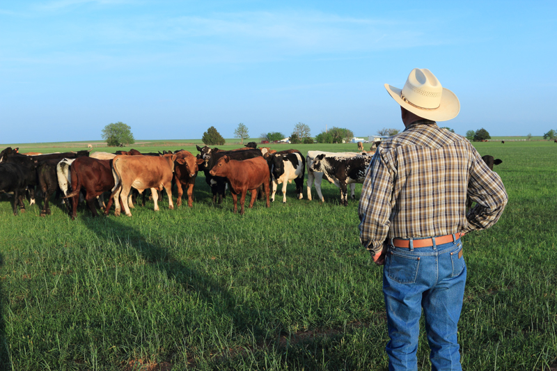 The Benefits of Reduced or Low-Stress Livestock Handling